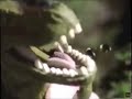 Jurassic Park III Tyrannosaurus Rex And Spinosaurus Hasbro Toy Commercial