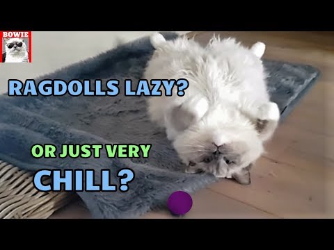 Ragdoll Cats Lazy? They Are Just Very Chill