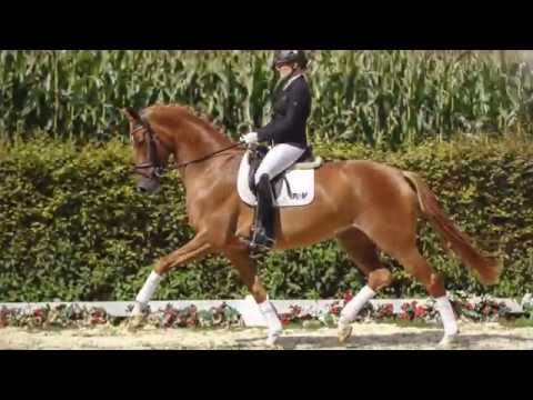 17 Stardust  Stute v. Soliman de Hus -  Weltmeyer