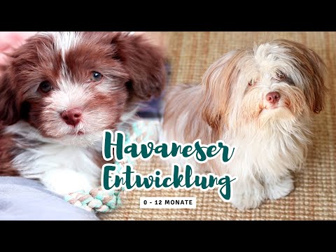 chocolate parti havanese