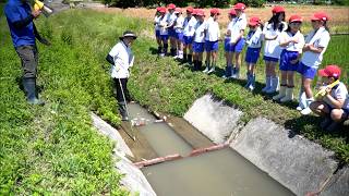 6月12日【びわ湖放送ニュース】【記者解説】「魚のゆりかご水田」を知る　野洲市の小学生が観察会