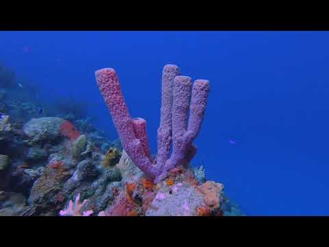 25 Multiple B - scuba diving video