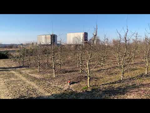 9 lutego 2023 - cięcie śliwek w kolejnym sezonie