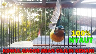 Download lagu Kolibri Wulung Manapun 100% Dijamin NYAUT GACOR Dengan PANCINGAN Kowul GACOR Isian Cililin Ini mp3