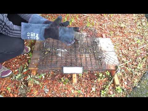 How to remove a squirrel from the Squirrelinator trap