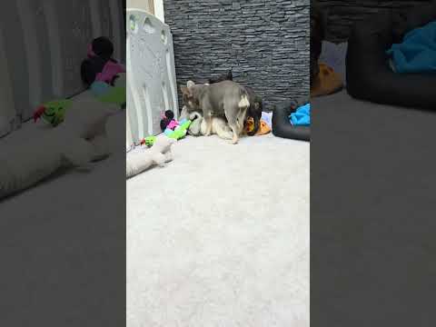 Video 8