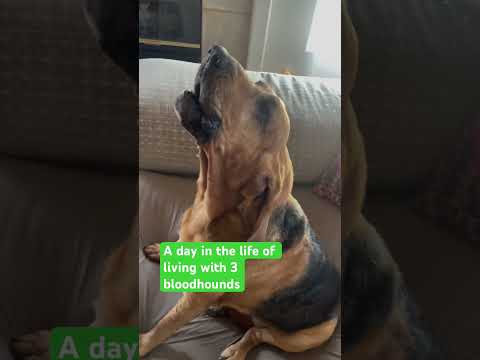 A day in the life of living with 3 bloodhounds! #bloodhound#hound#short s#viralshorts#viralvideo#dog