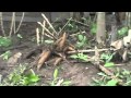 Panguana Wmv Wmv