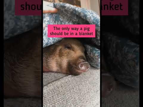 Happy #NationalPigsinaBlanketDay Best recipe: 1 blanket, 1 cute pig, let sleep all day. Done!