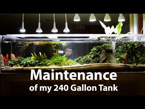 240 Gallon Planted Discus Tank - Maintenance