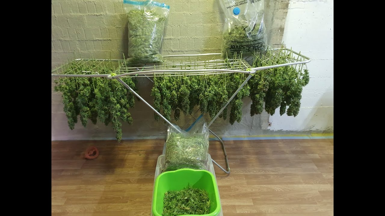 resultados de un panel 1250w de gama alta en un espacio de 150x150 ( marihuana pura)