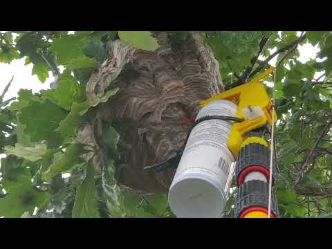Exterminating a Large Bald-Faced Hornets Nest in Bayville, NJ
