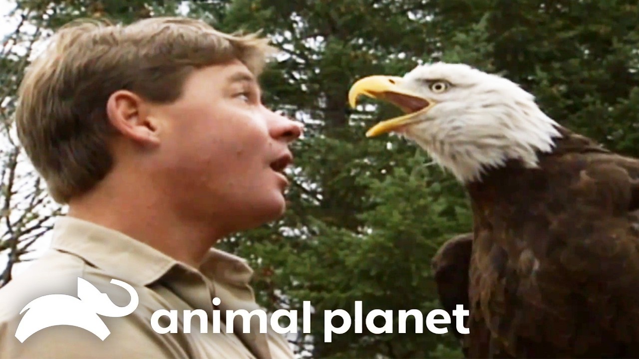 Steve vs. Birds & Beasts! 🐦 The Crocodile Hunter | Animal Planet