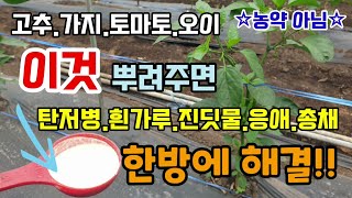 고추.가지.토마토.오이에 이것 뿌려 주면 탄저병.흰가루병. 진딧물응애총채 노린재 병해충 한방에 해결 유기농살…