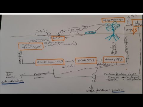 Cycle de l'azote