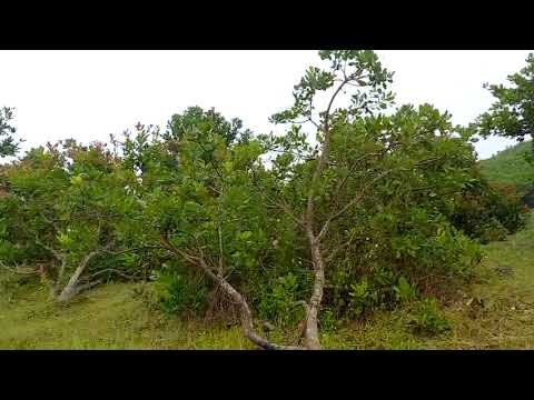 6 HECTA ĐẤT XÃ CƯPRAO, HUYỆN MADRAK, ĐĂK LẮK - GIÁ ĐỂ BÁN TRONG THÁNG