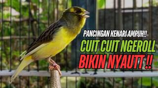 Download lagu SUARA Kenari GACOR PANJANG Pancingan & masteran Kenari Paud AGAR gacor AMPUH Kenari MACET bunyii mp3