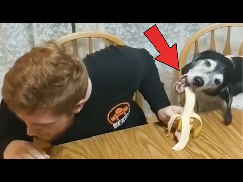 Quand l'âme sœur n'est pas seulement humaine - drôle de chien et de maître