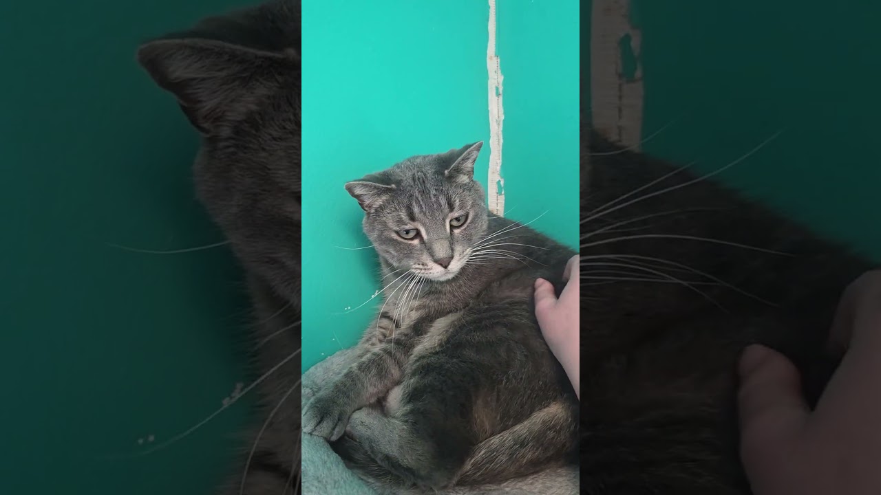 Enlarge Rambutan, an adoptable Domestic Short Hair in Brookings, SD video 3/3