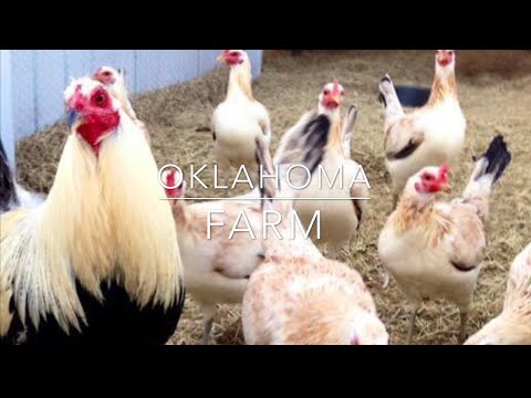 OKLAHOMA FARM-FLARRY EYE GREY,PENNY HATCH,KELSO