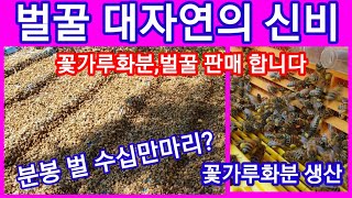 꿀벌농장 형님네서 한컷~ 꽃가루화분 벌꿀 판매도 합니다 꿀벌화분효능 아카시아꿀 밤꿀 잡화꿀 숙성꿀