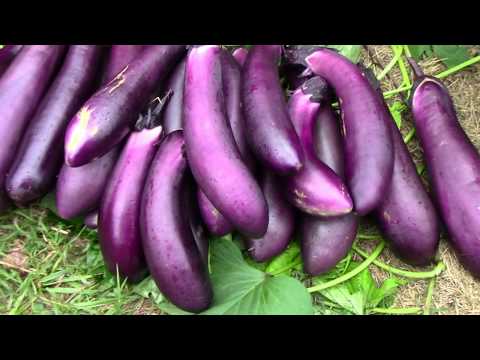Harvesting Mitoyo Rosita Ping Tung and Little Fingers Eggplants