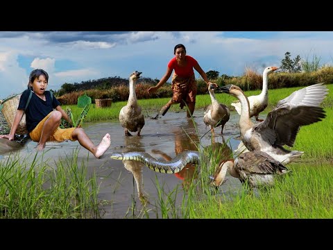 Catch and cook Geese with snake for food- Cooking baby egg and snake soup eating delicious