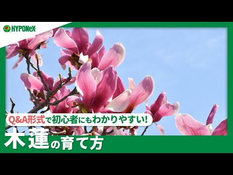 紫モクレン 植物