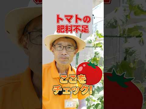 トマトの一般的な病気 予防方法 セプトリア葉斑点を認識する