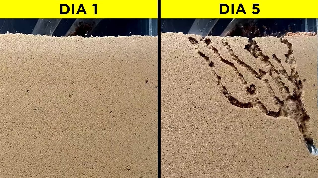 Coisas Que Você Verá Pela Primeira Vez Na Sua Vida - Parte 26