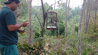 Download lagu burung ling ling (merbah kacamata) #birds #hutan #masteranburung #kaur #muraibatu mp3