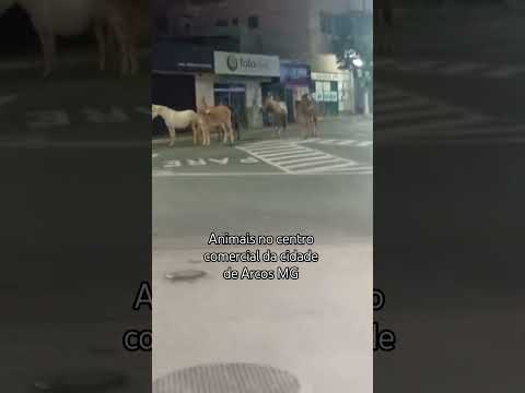 Animais no Centro Comercial de Arcos MG