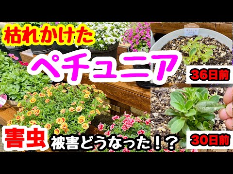 園芸 病気と害虫