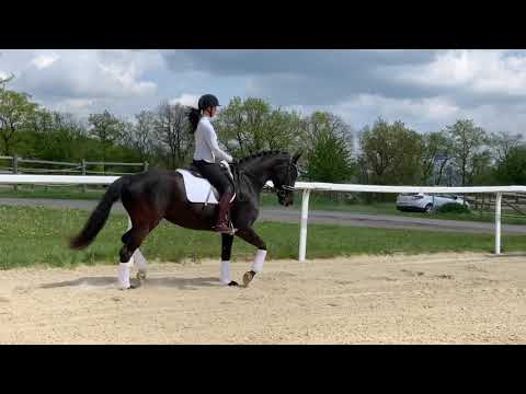 4j Hannoveraner Stute von Finest