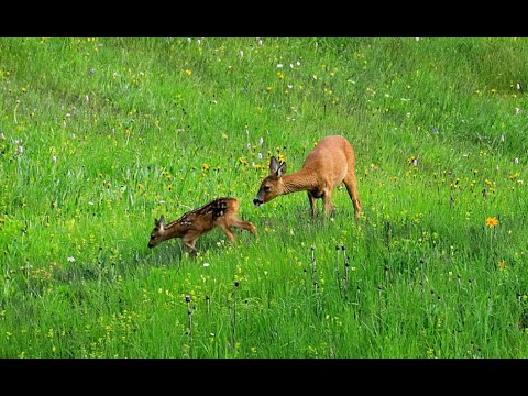 Wilde Natur im Obervinschgau  Das Rehwild