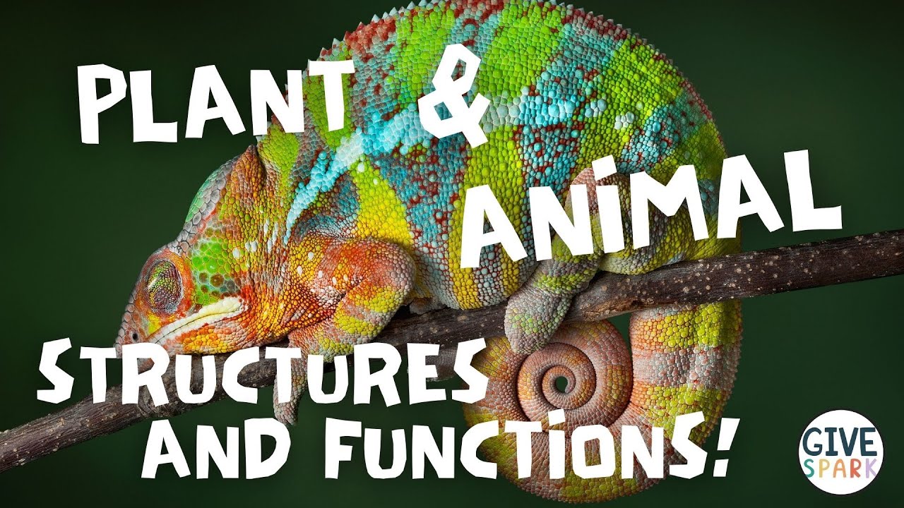 Plant and Animal Structures for Kids | 4th Grade NGSS Unit Introduction
