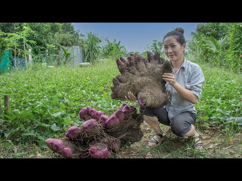 Digging Huge Purple Yam | Cooking Purple Yam & Making Tasty Dessert Recipe