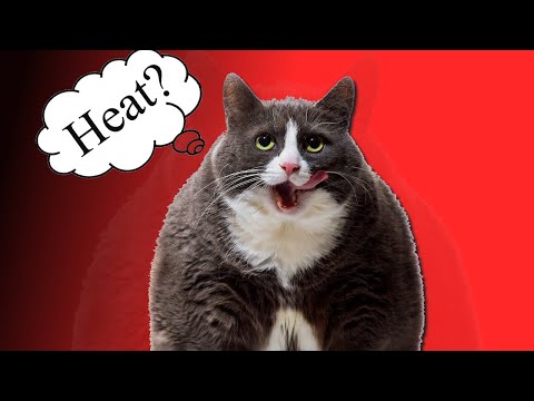 Unusual Female Cat Meow Sound To Make Male Cats Go Crazy