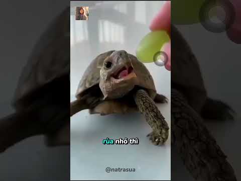 Mình Thích Sao Biển Nhỏ Nên Mình Like🏝️🏝️