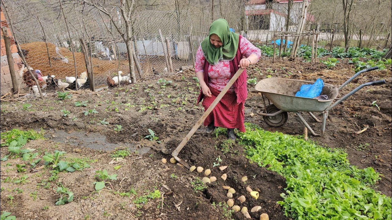‼️PATATESLER NEDEN BU KADAR ÇOK YUMRUĞA SAHİP TOHUMLARI EKTİM ‼️