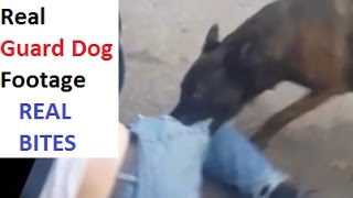 Real Guard Dog Attacks - Bull Terrier, Mastiff, Malinois (K9-1.com)