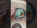 Higanteng lithops #shorts #shortvideo #shortsfeed