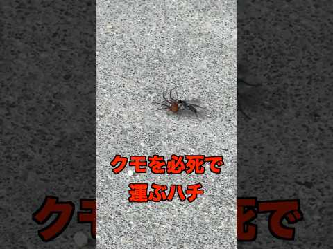 尾を持つクモが琥珀の中で発見される