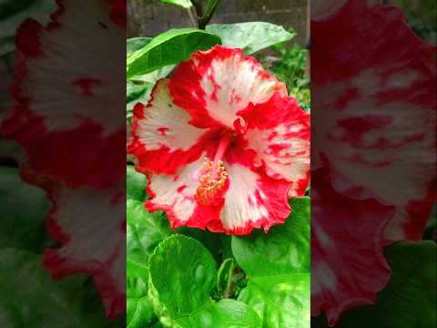 Hibiscus Cross Pollination ❤️🤍...#ytshorts #flowers #gardening #plants
