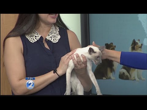 Learn more about the unique Siamese cat breed