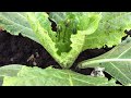 Mandrake Flowers First Time in 7 years (M.Officinarum)