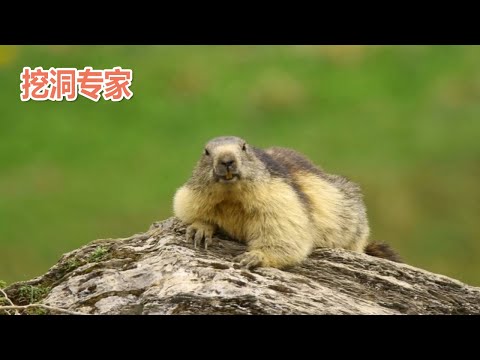 土 動物