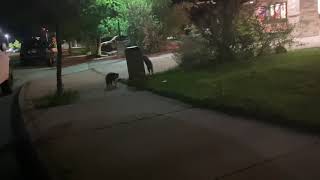 raccoons at durango 9 theathers