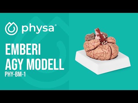 Videó - Emberi agy modell - 9 szegmens - életnagyságú