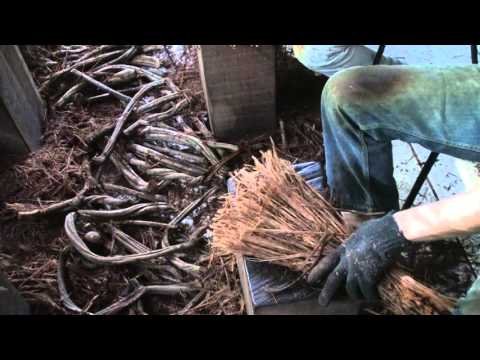 BATEÇÃO - FLOR DE JAGUBE - FEITIO NOV. 2015